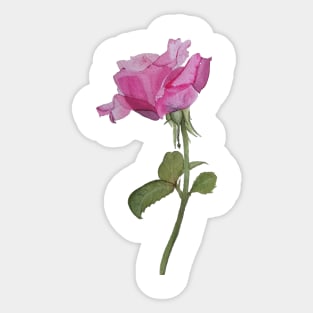 Watercolor rose Sticker
